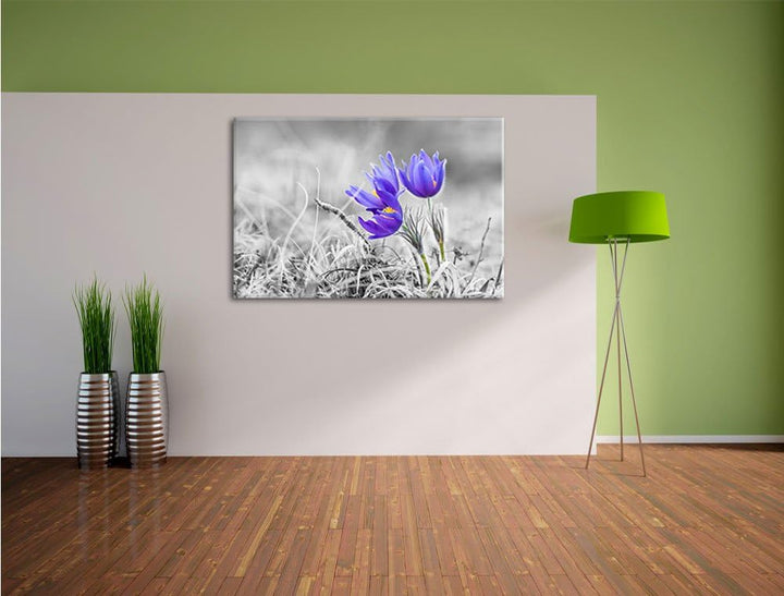 Pixxprint schöne Krokusse als Leinwandbild | Grösse: 100x70 cm | Wandbild | Kunstdruck | fertig besp