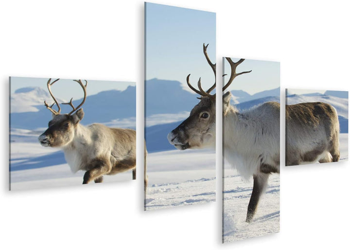 islandburner Bild auf Leinwand Rentiere Natürliche Umgebung Tromso Region Nordnorwegen Bilder Wandbi