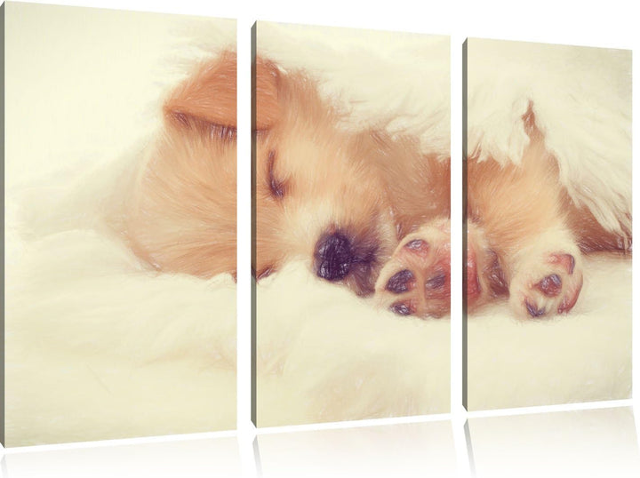 Pixxprint Kleiner schlafender Welpe als Leinwandbild/Grösse: 3 Teilig (120x80) / Wandbild/Kunstdruck