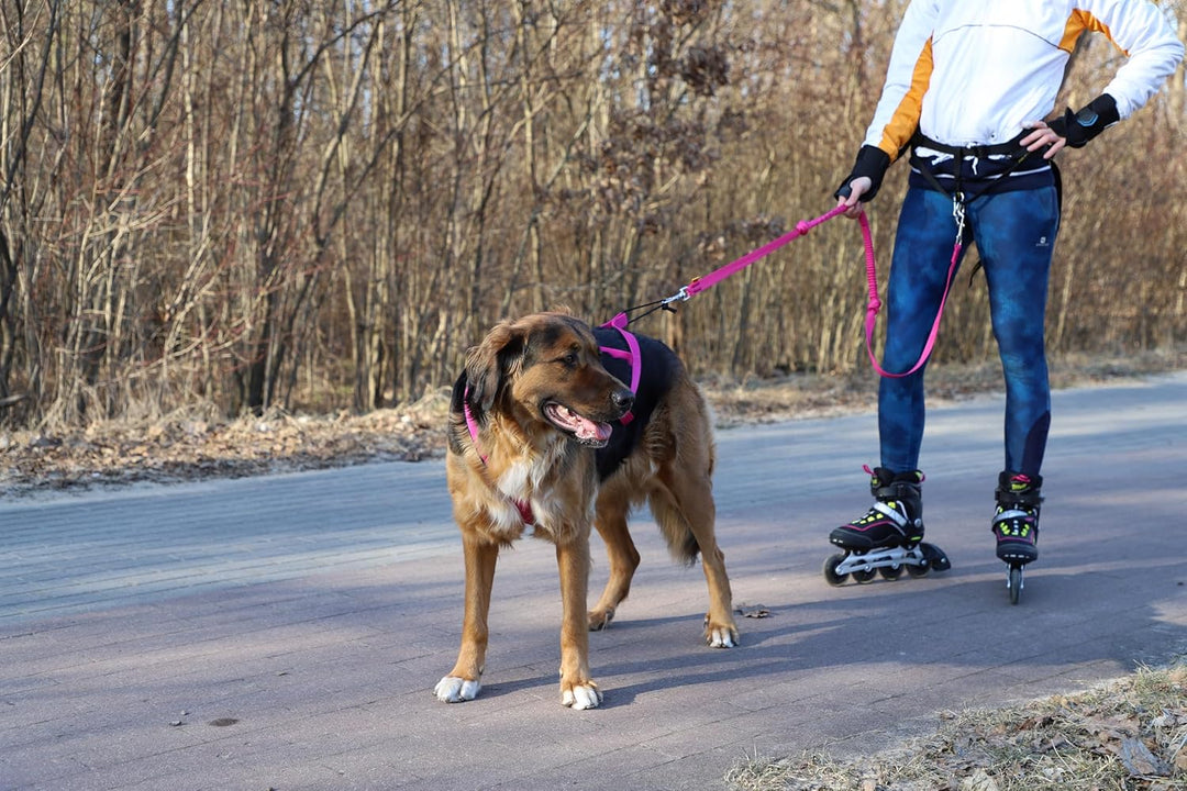 Dingo Hundegeschirre Sled Farbe Rosa Zuggeschirr Canicross Bike-Ski-Jöring Training Dogtrekking Gros