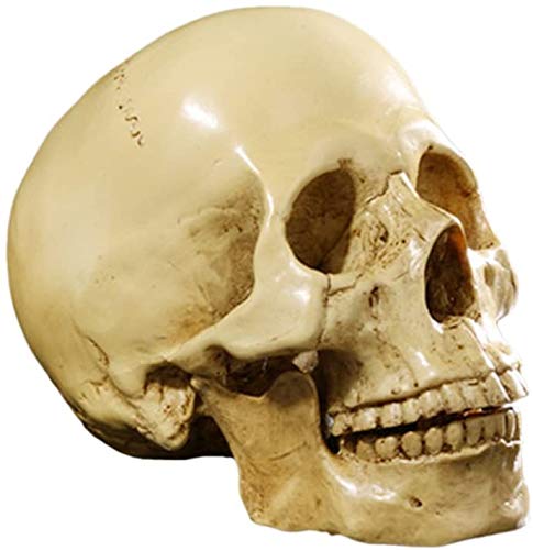 Realistischer, geteilter Totenkopf, zum Sammeln