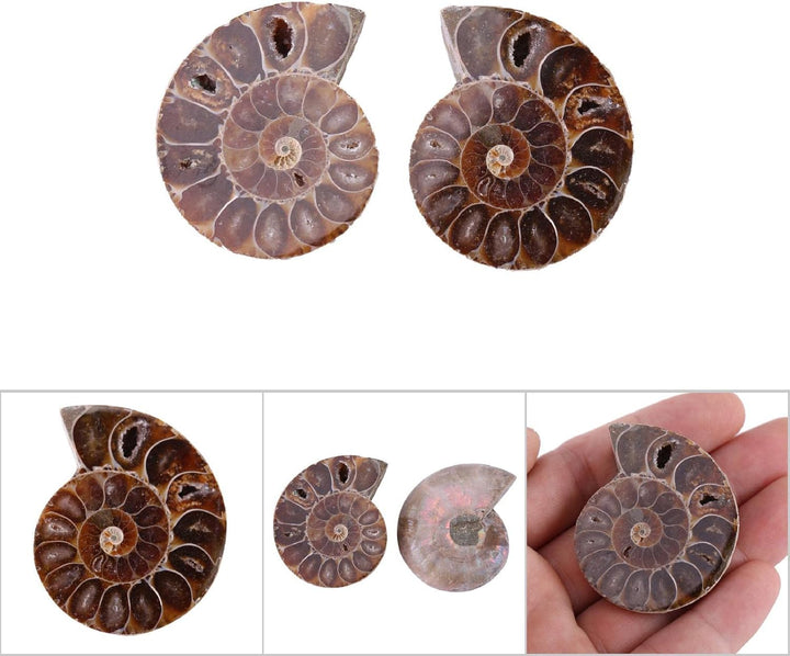 2 X AmmonitExemplar, Natürliches AmmonitExemplar Shell Madagaskar(4cm/1.57inch), 4cm/1.57inch