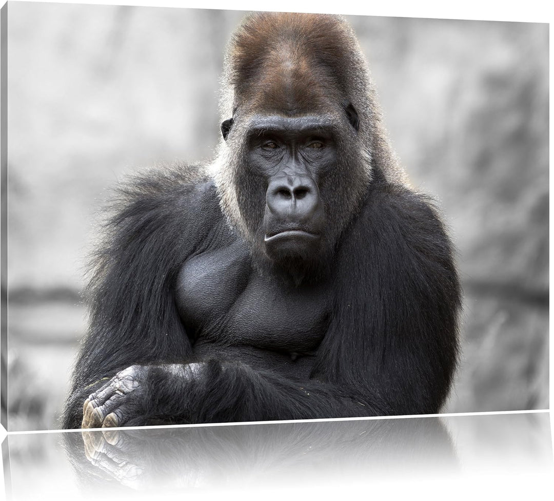 Pixxprint gelangweilter Gorilla als Leinwandbild/Grösse: 100x70 / Wandbild/Kunstdruck/fertig bespann