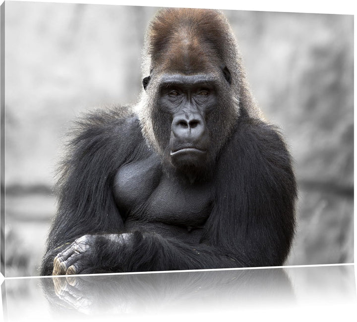 Pixxprint gelangweilter Gorilla als Leinwandbild/Grösse: 100x70 / Wandbild/Kunstdruck/fertig bespann