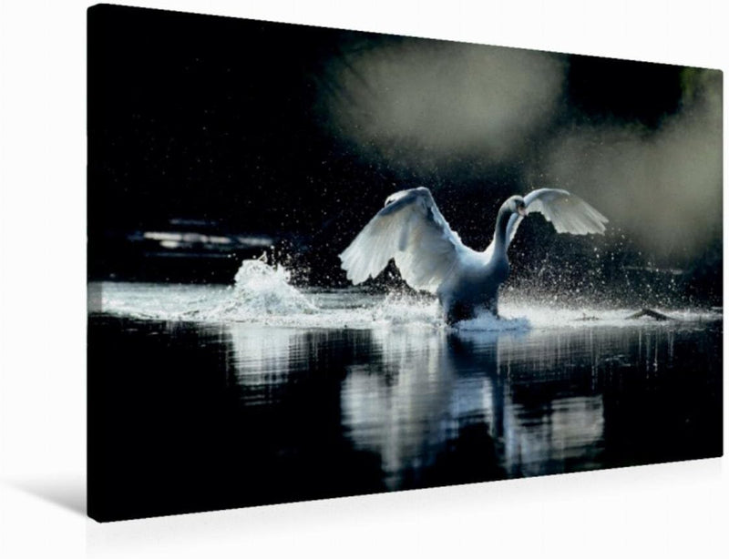 Premium Textil-Leinwand 75 x 50 cm Quer-Format Ein Bild SWANS Kalender. weiss Eleganz | Wandbild, HD