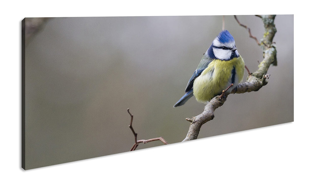 Kleiner Dicker Vogel Panorama 120x60 cm als Leinwandbild, Motiv fertig gerahmt auf Echtholzrahmen, H