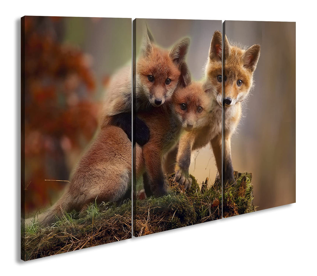 deyoli Kleine Familie von Rotfüchsen Format: 3-teilig 120x80 als Leinwand, Motiv fertig gerahmt auf
