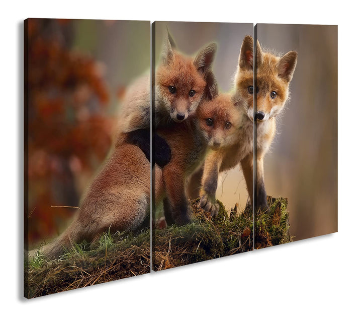 deyoli Kleine Familie von Rotfüchsen Format: 3-teilig 120x80 als Leinwand, Motiv fertig gerahmt auf