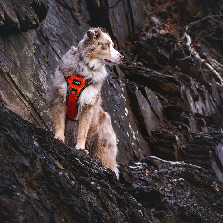 Floxik Hundegeschirr grau S | Anti Zug Brustgeschirr reflektierend & gepolstert mit Haltegriff für m