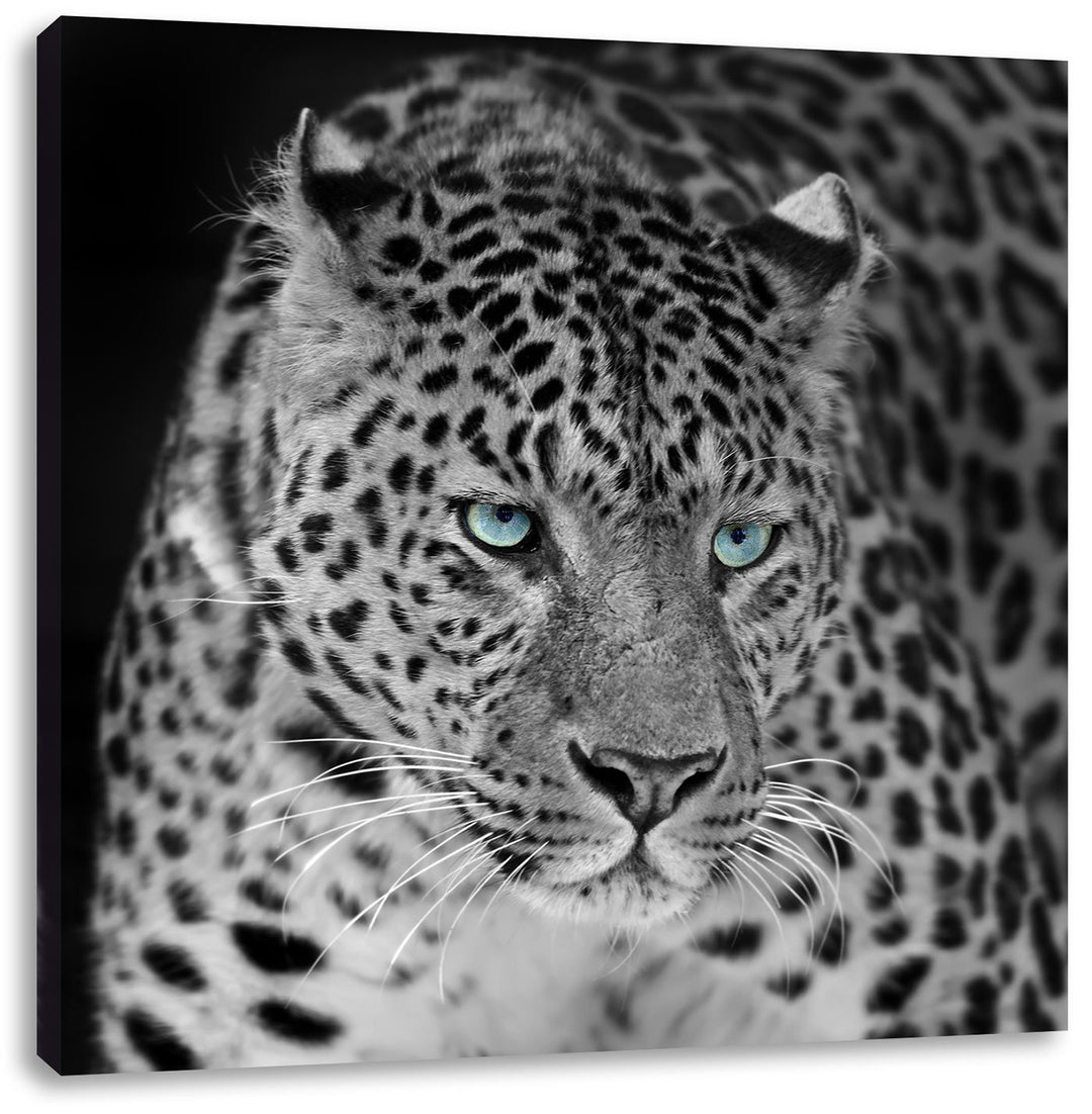 Pixxprint Prächtiger Leopard als Leinwandbild/Grösse: 70x70 cm/Wandbild/Kunstdruck/fertig bespannt,