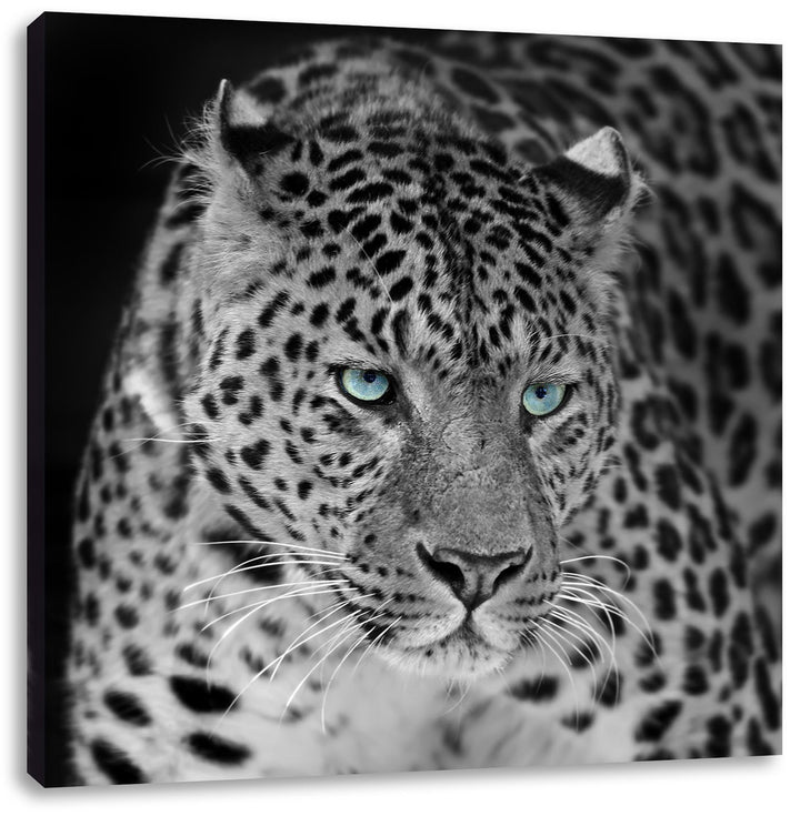Pixxprint Prächtiger Leopard als Leinwandbild/Grösse: 70x70 cm/Wandbild/Kunstdruck/fertig bespannt,