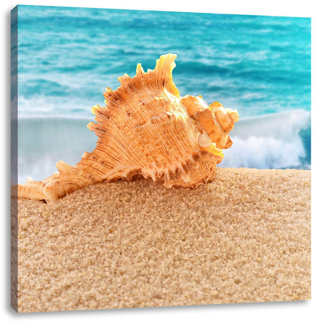 Muschel am Strand, Format: 70x70 auf Leinwand, XXL riesige Bilder fertig gerahmt mit Keilrahmen, Kun