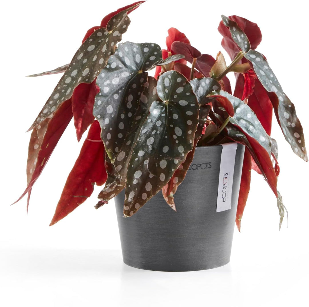 Ecopots Blumentopf Amsterdam Hell Grau - Durchmesser Ø 13 cm rund klein - Pflanzentopf aus Recycling