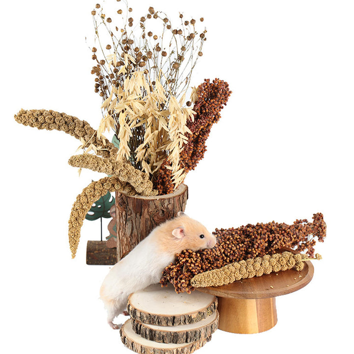 Natürliche Ähren aus Getreide Blumen und Kräuter, Einstreu, Lebensraum-Dekoration, lustiges Hamster-