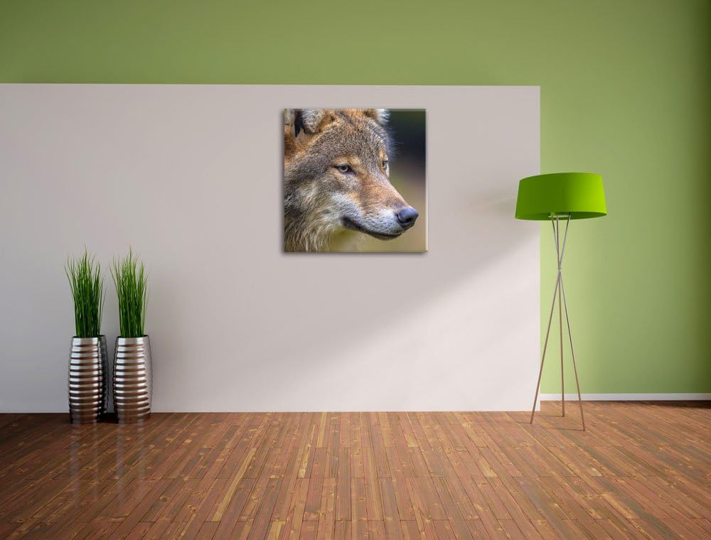 Pixxprint Porträt des europäischen Wolfes als Leinwandbild/Grösse: 70x70 cm/Wandbild/Kunstdruck/fert