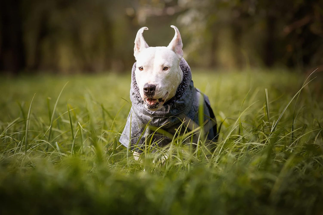 Croci Hiking Hundemantel, wasserdicht, für Hunde, gefüttert, Wintermantel, Thermofutter, Everest Gre