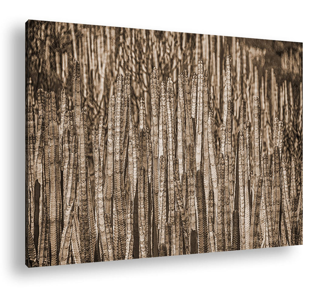deyoli Kleiner Wald voller Kakteen Format: 80x60 als Leinwand, Effekt: Sepia, Motiv fertig gerahmt a