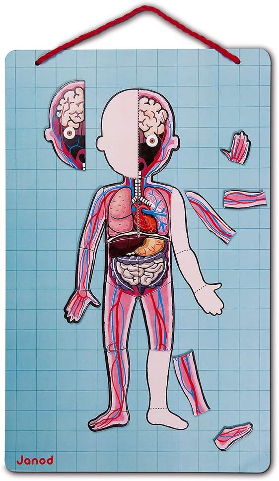Janod Bodymagnet Educational Human Body Game - Anatomy, Organs, Skeleton, Muscles - 76 Magnetic Piec