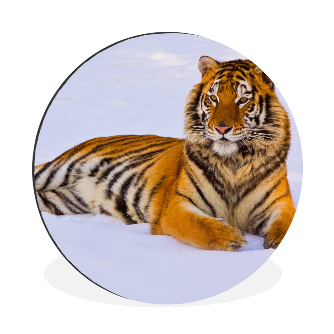 MuchoWow Wandbild Rund Wanddeko Deko Wohnzimmer Bilder 60x60 cm Tiger - Schnee - Winter - Tiere