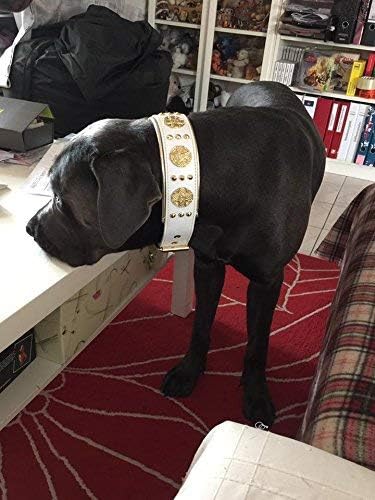 Bestia Maximus Weiss Echtleder Hundehalsband für grosse Hunde. 100% Leder. Weich gepolstert. 6,3 cm