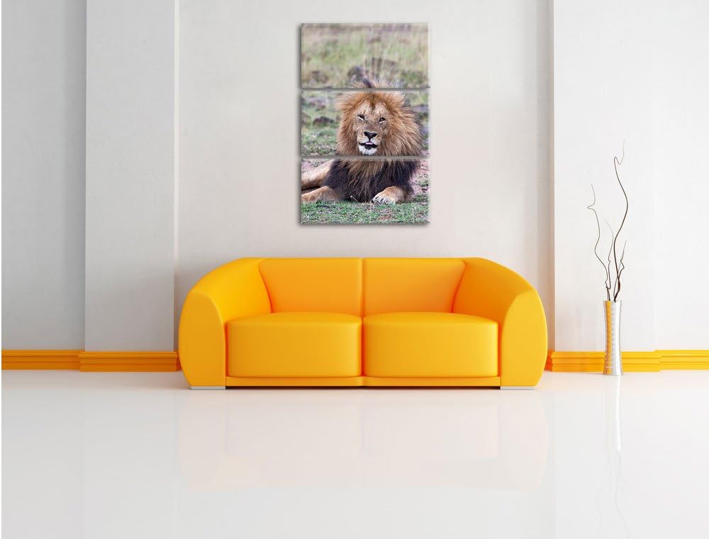 Pixxprint prächtige Löwe in der Savanne als Leinwandbild/Grösse: 3 Teilig (120x80) cm/Wandbild/Kunst