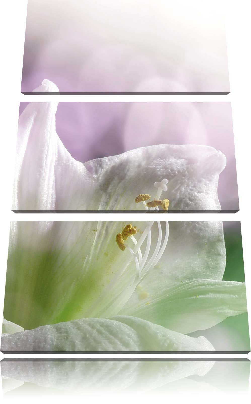 Pixxprint Einzigartige Sphynx Katze als Leinwandbild/Grösse: 3 Teilig (120x80) / Wandbild/Kunstdruck