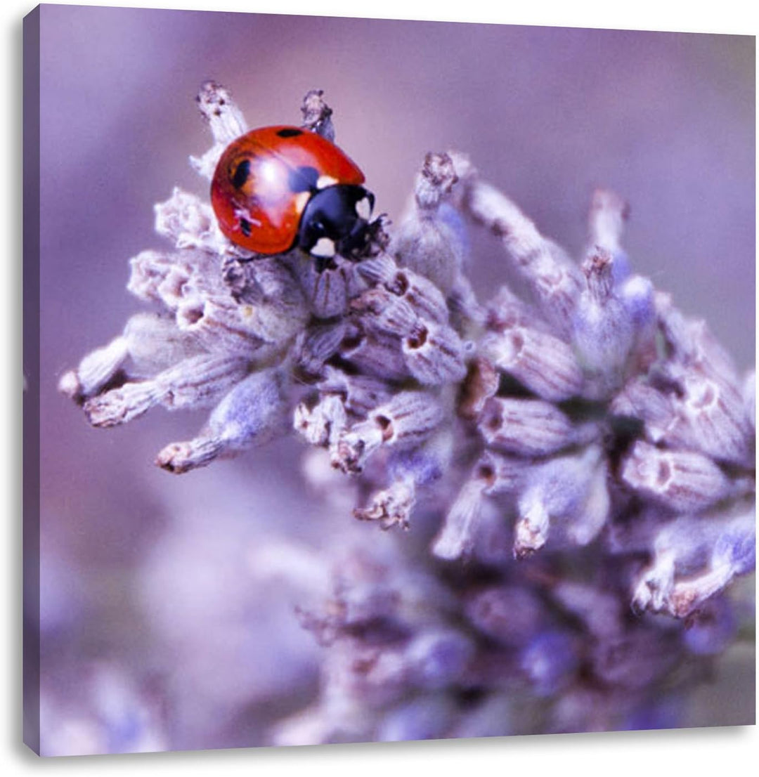 Pixxprint Kleiner Marienkäfer auf Lavendel als Leinwandbild/Grösse: 70x70 cm/Wandbild/Kunstdruck/fer