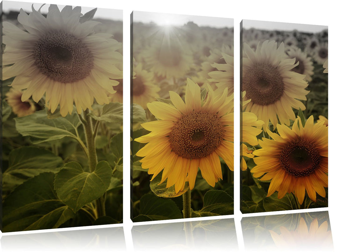Pixxprint Sonnenblumen auf dem Feld als Leinwandbild/Grösse: 3 Teilig (120x80) cm/Wandbild/Kunstdruc
