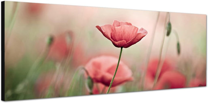 Paul Sinus Art Panoramabild auf Leinwand und Keilrahmen 150x50cm Mohnblumen Frühling Natur