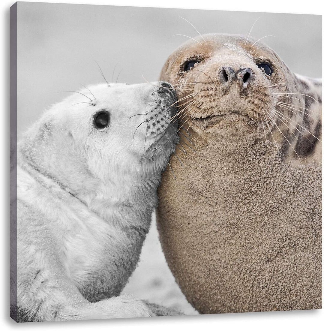 Pixxprint süsse Robben schmusen als Leinwandbild Quadratisch/Grösse: 70x70 / Wandbild/Kunstdruck/fer