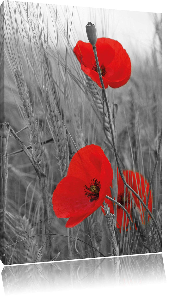 Pixxprint einzelne Mohnblumen im Getreidefeld schwarz/weiss als Leinwandbild/Grösse: 100x70 cm/Wandb