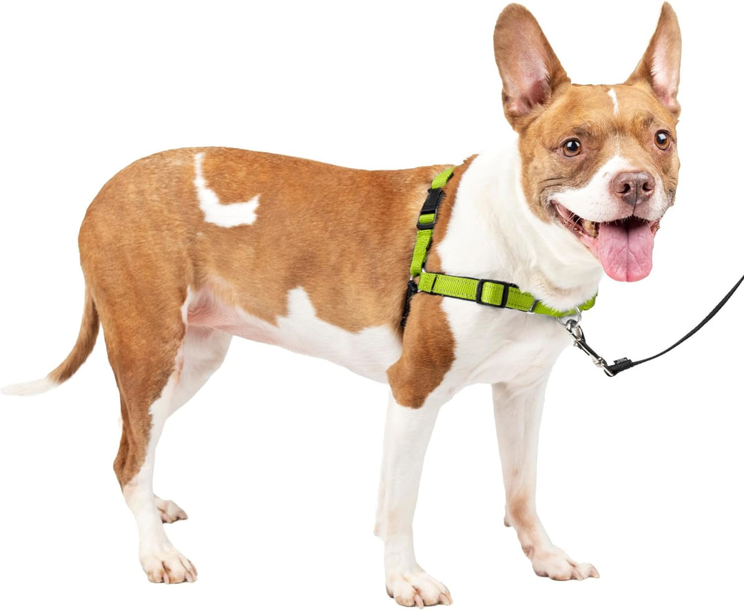 PetSafe Deluxe Easy Walk Hundegeschirr apfelgrün Medium, apfelgrün Medium
