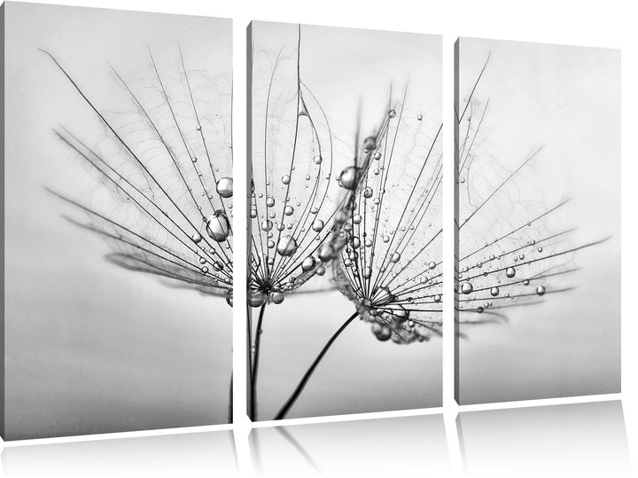 Pixxprint Pusteblumen mit Tautropfen als Leinwandbild/Grösse: 3 Teilig (120x80) cm/Wandbild/Kunstdru
