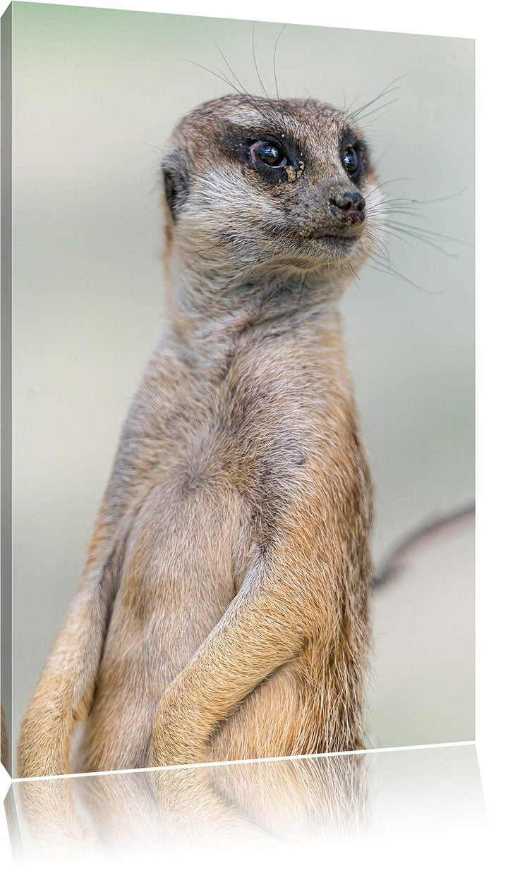 Pixxprint aufmerksames Erdmännchen auf Leinwand, XXL riesige Bilder fertig gerahmt mit Keilrahmen, K