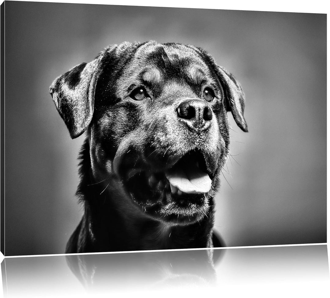 Pixxprint Monocrome, Treuer Rottweiler, Format: 100x70 auf Leinwand, 100x70