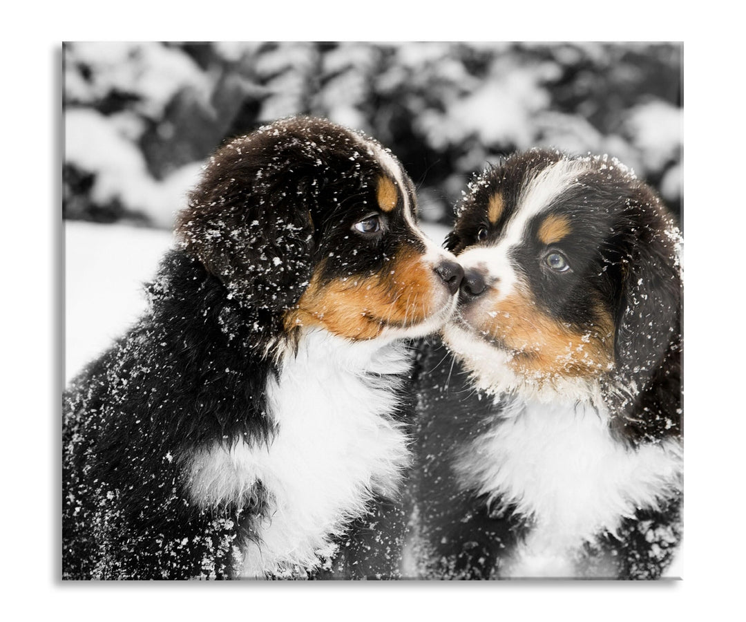 Bernersennenhunde im Schnee Herdabdeckplatte & Spritzschutz aus Echtglas | Für Herd-Kochfelder | 60x