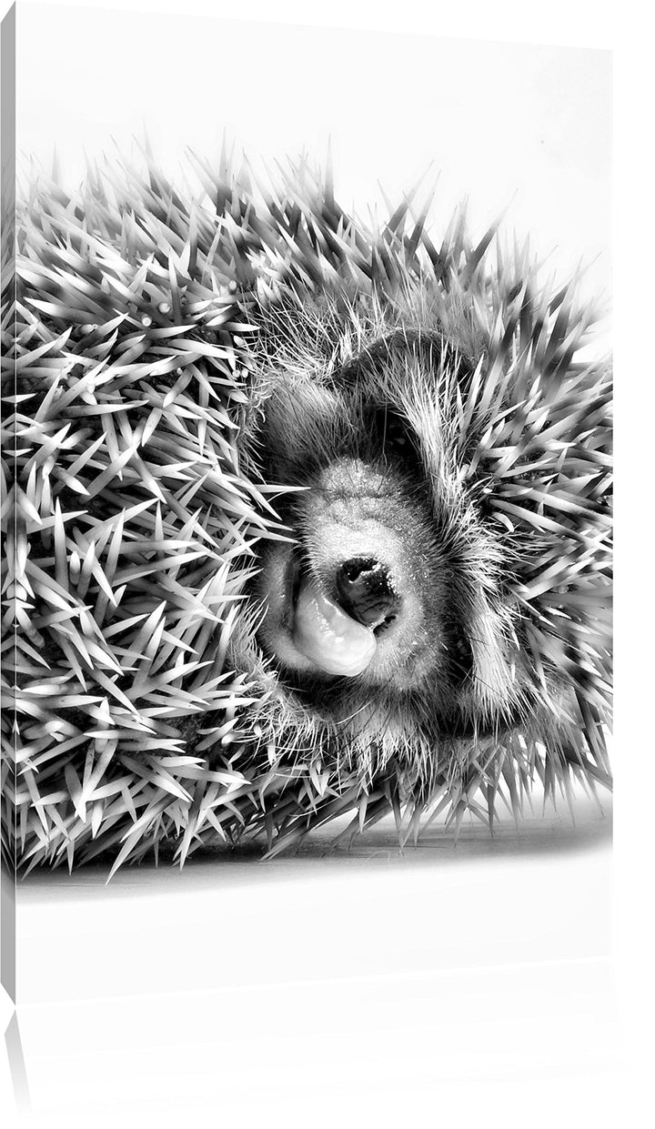 Pixxprint kleines niedliches Igel Baby als Leinwandbild/Grösse: 100x70 cm/Wandbild/Kunstdruck/fertig