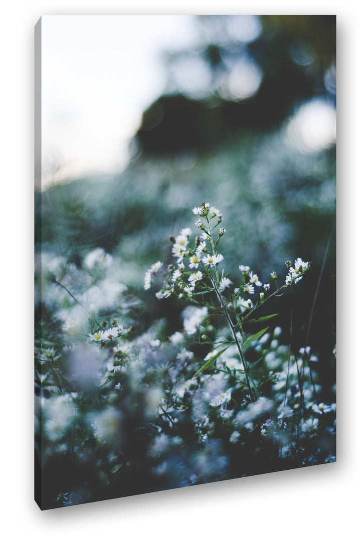deyoli weisse Wildblumen Format: 80x60 als Leinwandbild, Motiv fertig gerahmt auf Echtholzrahmen, Ho
