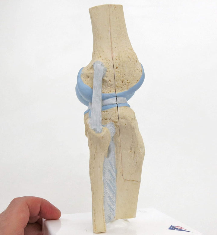 3B Scientific Menschliche Anatomie - Gelenkschnitt-Modell des Knies, 3-teilig + kostenlose Anatomie