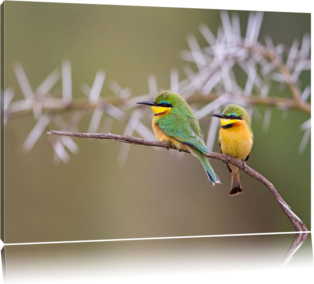 farbenfrohe exotische Vögel auf Ast Leinwand, XXL riesige Bilder fertig gerahmt mit Keilrahmen, Kuns