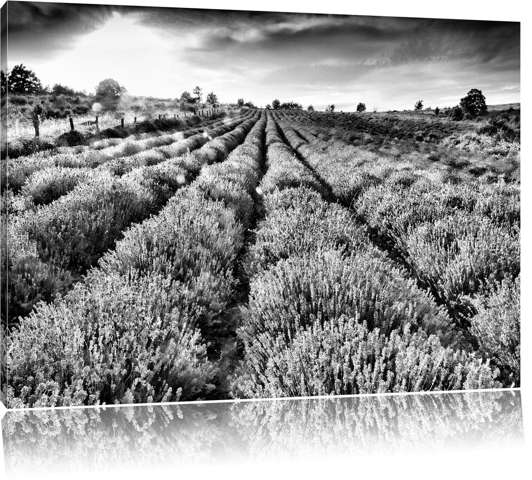 Pixxprint Monocrome, Lavendelfeld Provence, Format: 100x70 auf Leinwand, 100x70