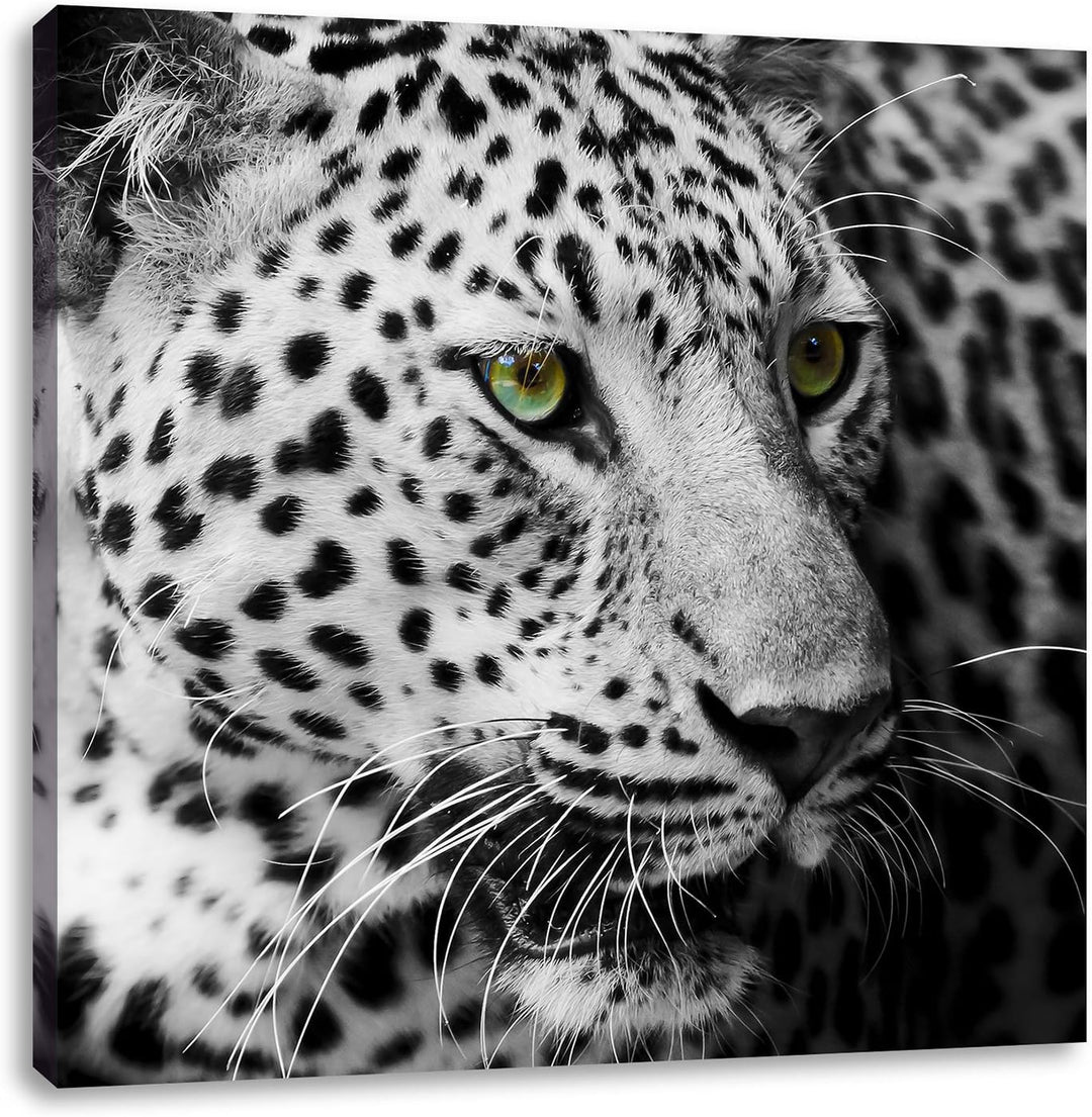 Pixxprint Dark Leopard mit grünen Augen als Leinwandbild Quadratisch/Grösse: 70x70 / Wandbild/Kunstd