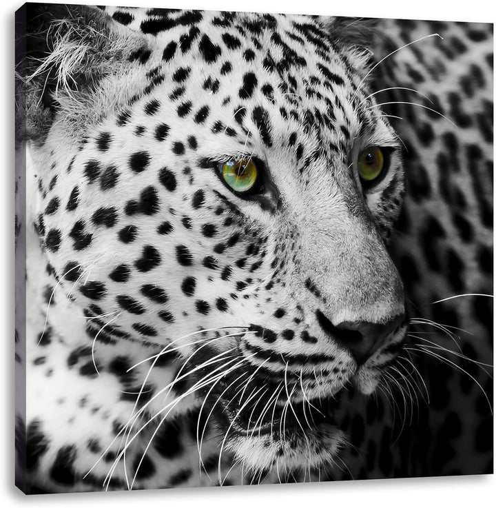 Pixxprint Dark Leopard mit grünen Augen als Leinwandbild Quadratisch/Grösse: 70x70 / Wandbild/Kunstd