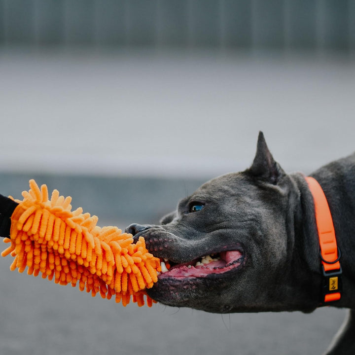 Dingo Hundespielzeug Mop 19 x 7 cm mit Bungee Griff 41 cm Agility Apporte Motivation Spiel mit Hund