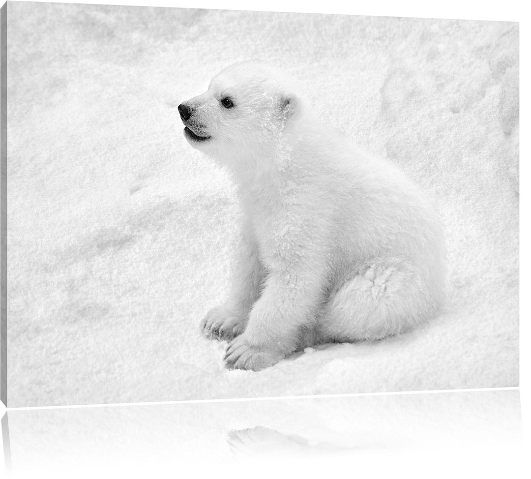 Pixxprint Eisbär Baby als Leinwandbild/Grösse: 100x70 cm/Wandbild/Kunstdruck/fertig bespannt, 100x70