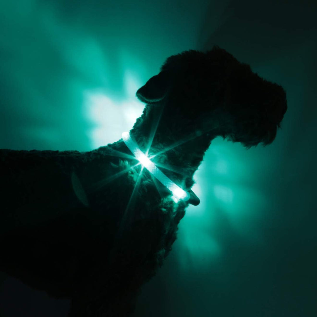 LEUCHTIE® Leuchthalsband Plus türkis Grösse 37,5 I LED Halsband für Hunde I 100 h Leuchtdauer I wass