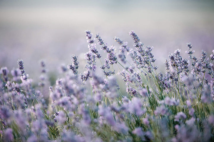 Cuadros Lifestyle Küchen Spritzschutz „Lavendel“ 60x40 cm | Küchenrückwand | Alu-DiBond | Fliesensch