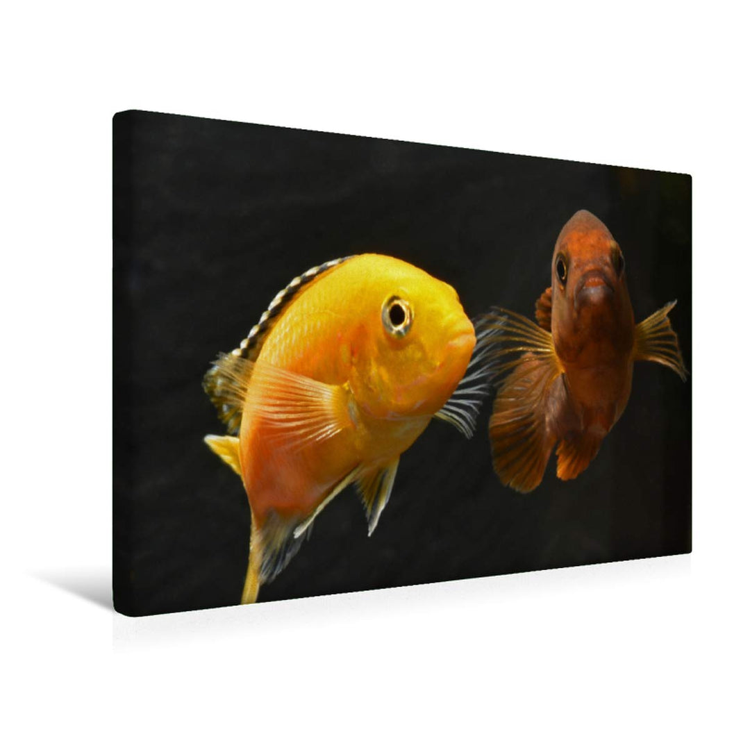 Premium Textil-Leinwand 45 x 30 cm Quer-Format Malawi-Buntbarsche | Wandbild, HD-Bild auf Keilrahmen