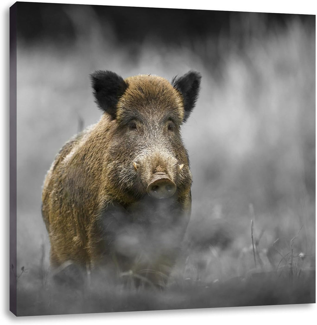 Pixxprint einsames Wildschwein im Wald als Leinwandbild/Grösse: 70x70 cm/Wandbild/Kunstdruck/fertig