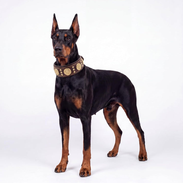 Bestia Maximus Hundehalsband, Echtleder, für grosse Rassen, Cane Corso, Rottweiler, Boxer, Bullmasti